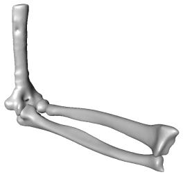 Illustration of the forearm bones