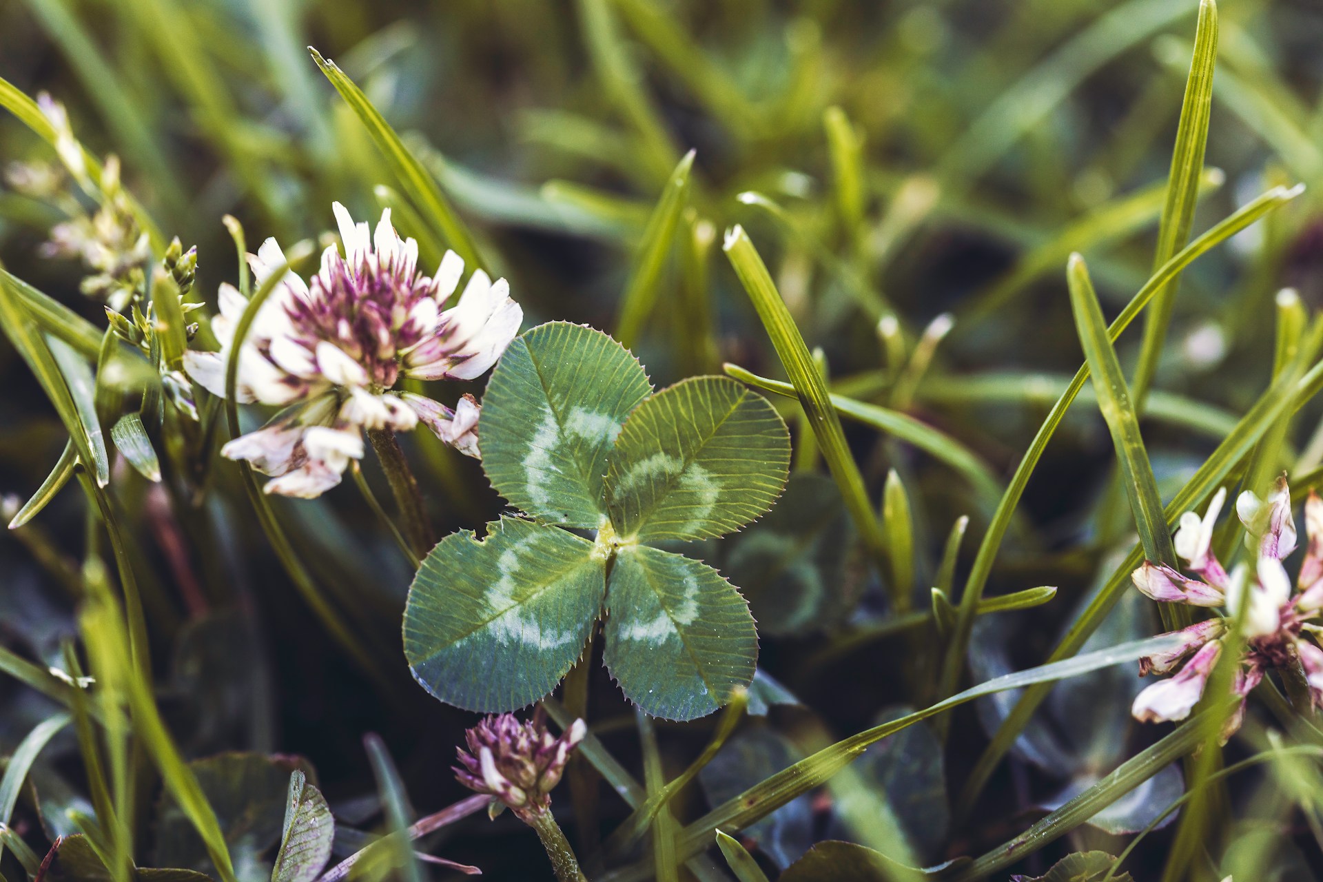 image of a 4-leaf clover